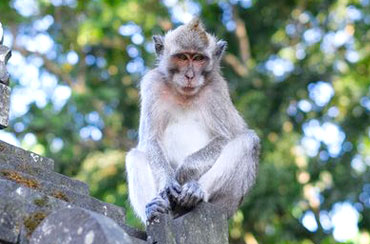 Alas Kedaton Monkey Forest