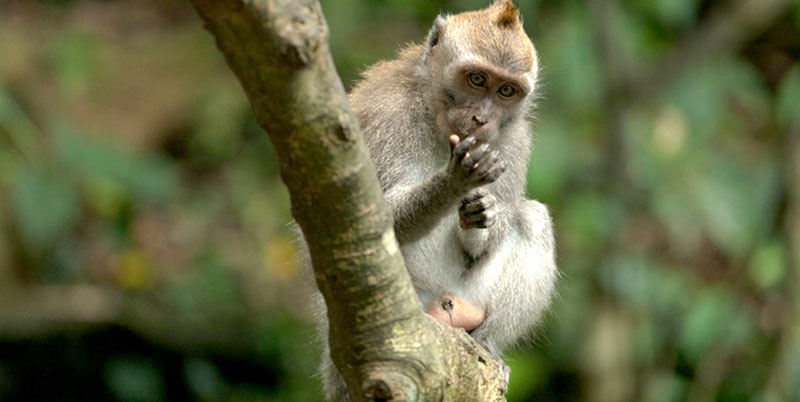 Alas Kedaton Monkey Forest