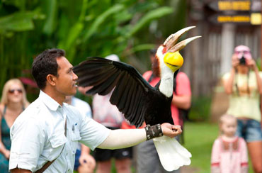 Bali Bird Park and Volcano Tour Packages