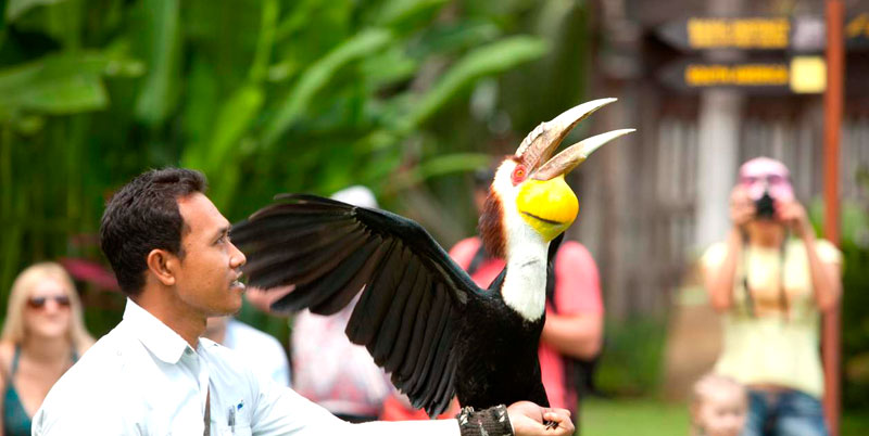 Bali Bird Park and Kintamani Volcano Tour Packages