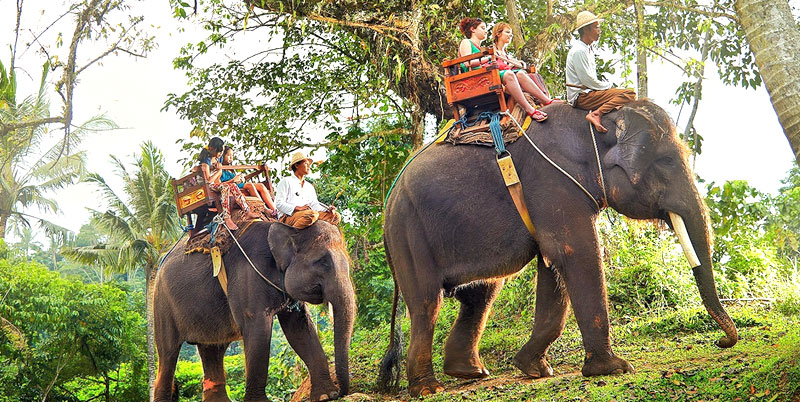 Bali Elephant Ride and Tanah Lot Tour Packages