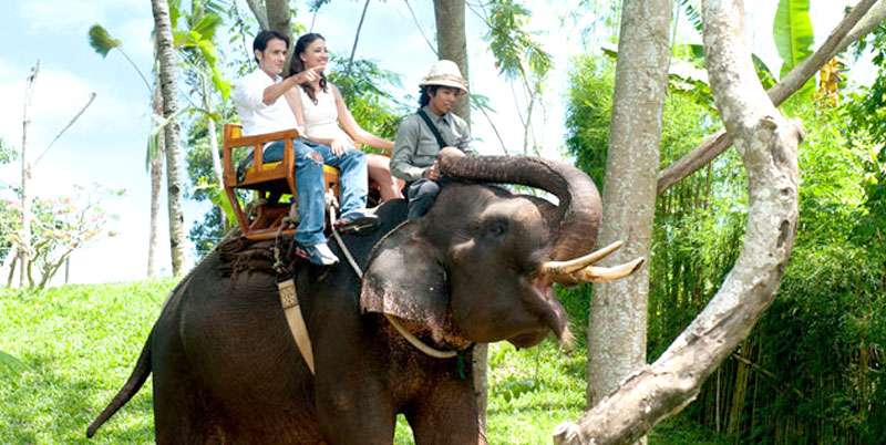 Bali Elephant Ride and Ubud Tour Packages