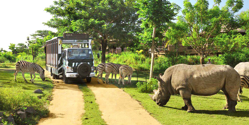 Bali Safari Park and Ubud Tour Packages