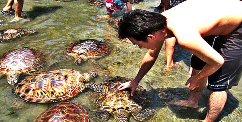 turtle island tour bali