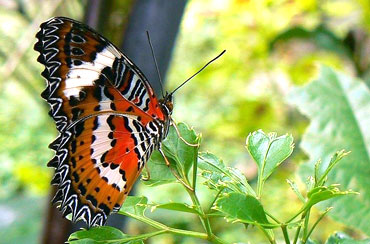 Bali Butterfly Park