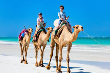 Bali Camel Safaris