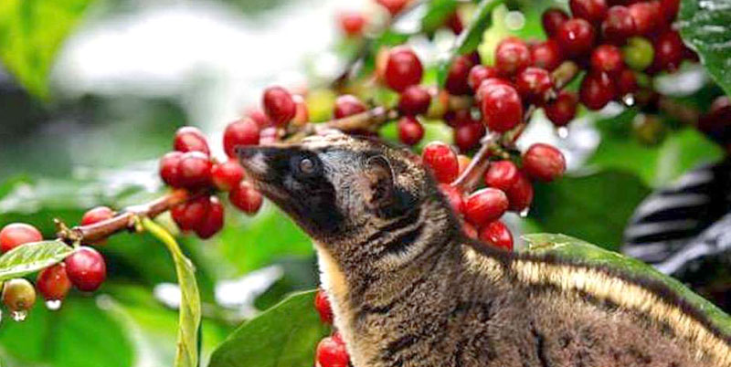 Bali Coffee Plantation | robusta, arabica and luwak coffee