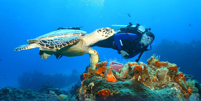 Bali Diving