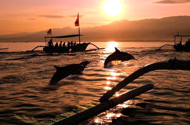 Bali Dolphin Watching Tour