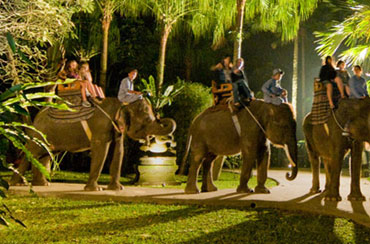 Bali Elephant Night Safari