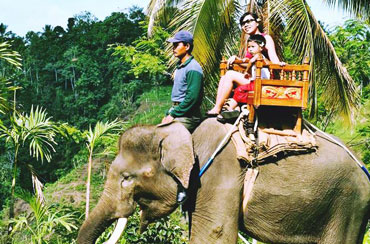 Bali Elephant Ride and Kintamani Volcano Tour Packages