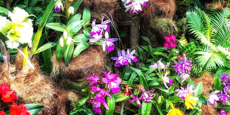 Bali Orchid Garden