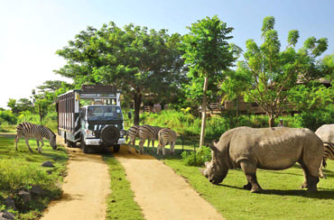 Bali Safari Park and Tanah Lot Tour Packages
