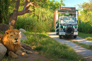 Bali Safari Park and Ubud Tour Packages