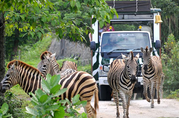 Bali Safari Park and Kintamani Volcano Tour Packages