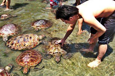 Bali Turtle Island Tour