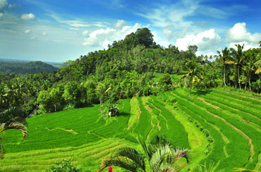 Bukit Jambul Rice Terrace