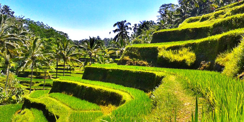 Bukit Jambul Rice Terrace