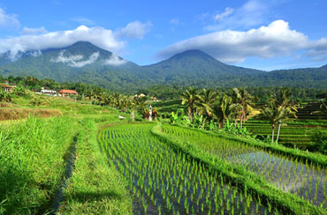 Jatiluwih Rice Terrace