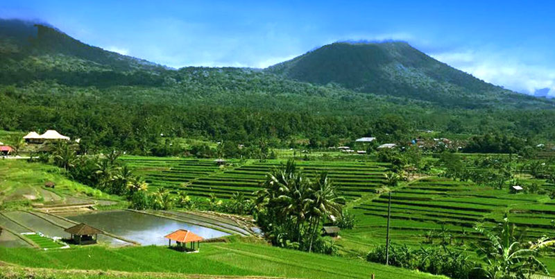 Jatiluwih Rice Terrace