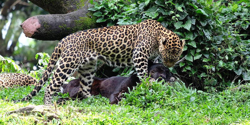 Leopard Packages