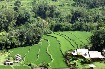 Pacung Rice Terrace