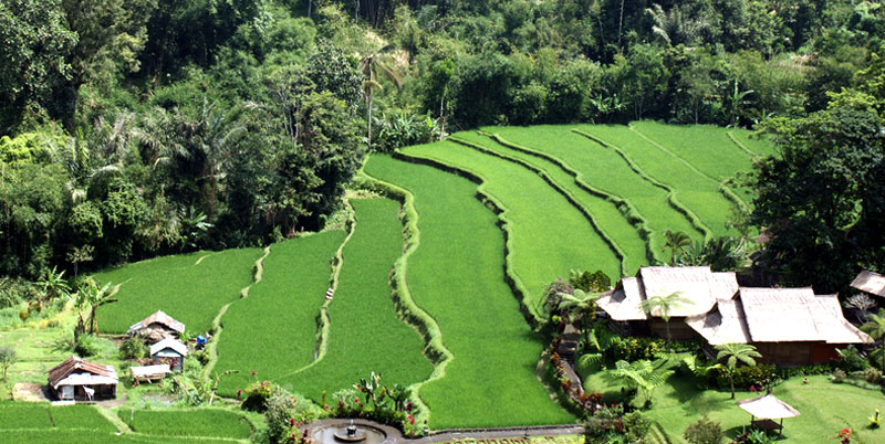 Pacung Rice Terrace