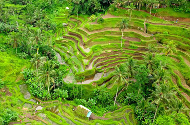 Tegalalang Rice Terrace