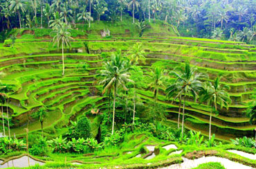 Tegalalang Rice Terrace