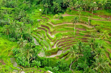 Tegalalang Rice Terrace