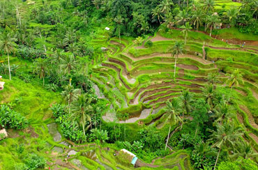 Tegalalang Rice Terrace