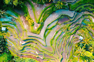 Tegalalang Rice Terrace