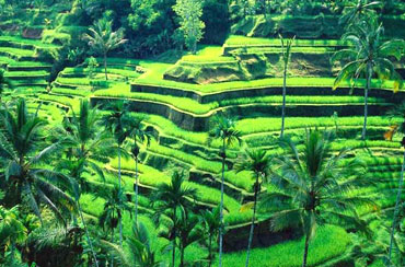 Tegalalang Rice Terrace