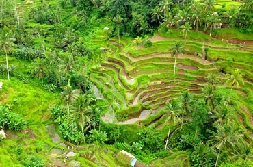 Tegalalang Rice Terrace