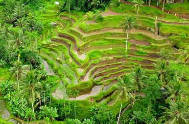 Tegalalang Rice Terrace