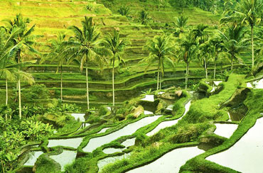 Tegalalang Rice Terrace