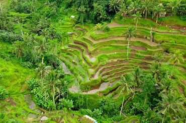 Tegalalang Rice Terrace