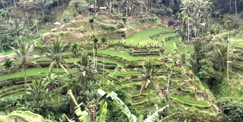 Ubud Half Day Tour