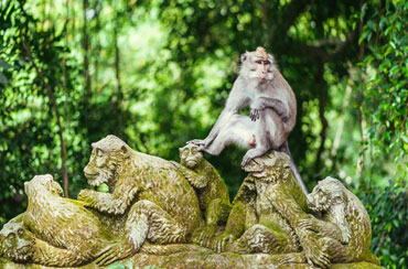 Ubud Monkey Forest