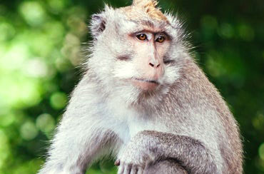 Ubud Monkey Forest