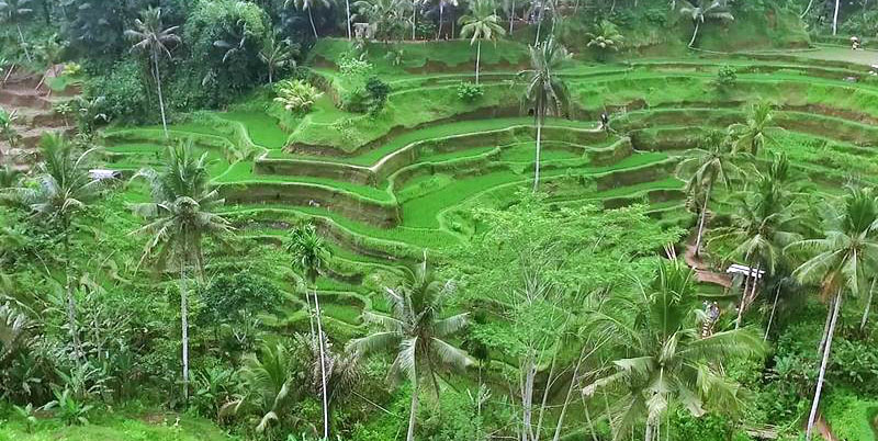 Ubud Village Full Day Tour