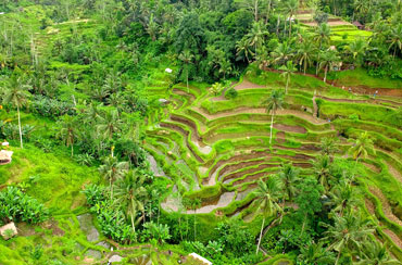 Ubud Half Day Tour