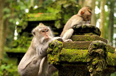 Ubud Monkey Forest