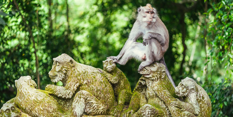 Ubud Monkey Forest