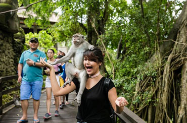 Ubud Monkey Forest