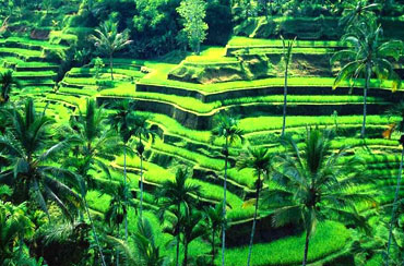 Ubud Village and Uluwatu Tour